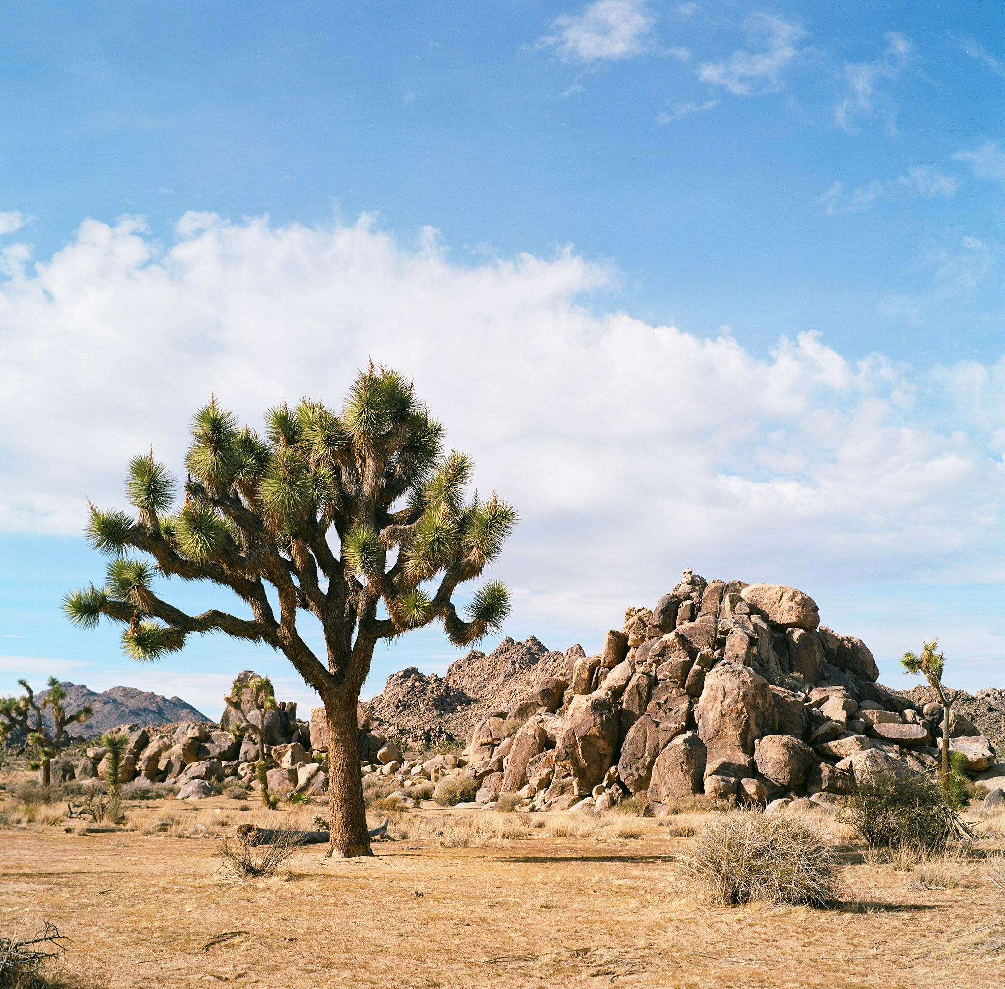 Yashica 12 - Expert Advice