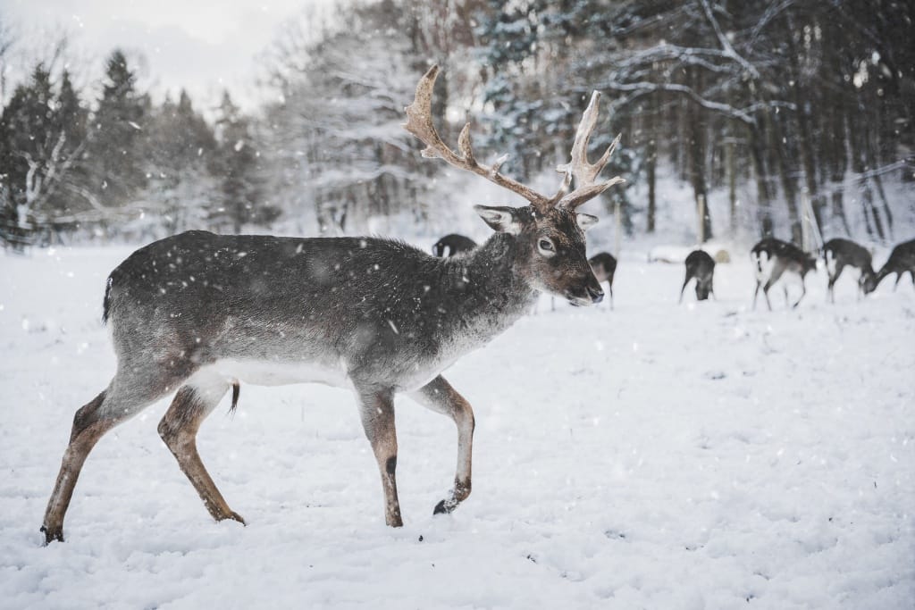 Intro To Telephoto Lenses For Wildlife Photography