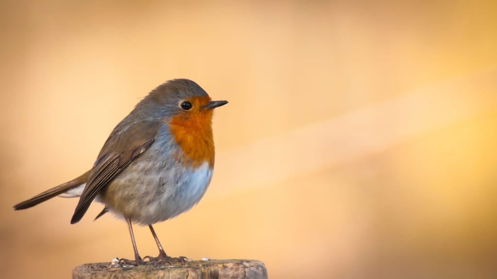 Intro To Telephoto Lenses For Wildlife Photography