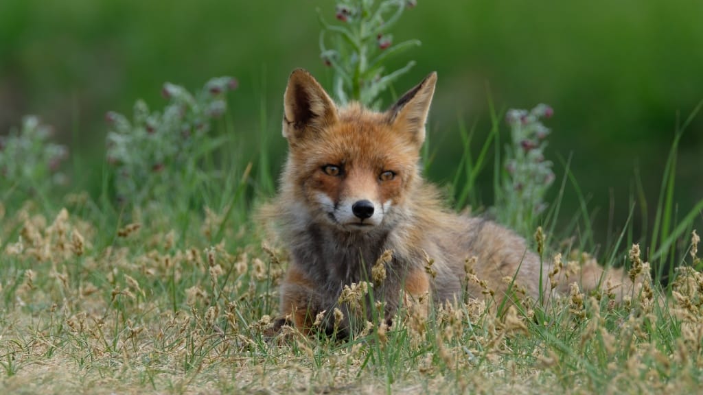 Intro To Telephoto Lenses For Wildlife Photography