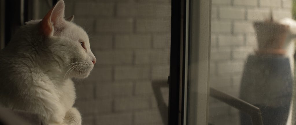 Catsby - Expert Advice