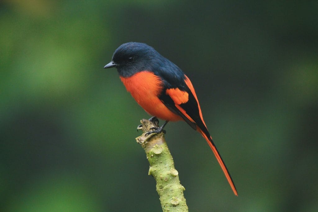 Education - Expert Advice Close-up photography of orange and black bird standing on plant stem.