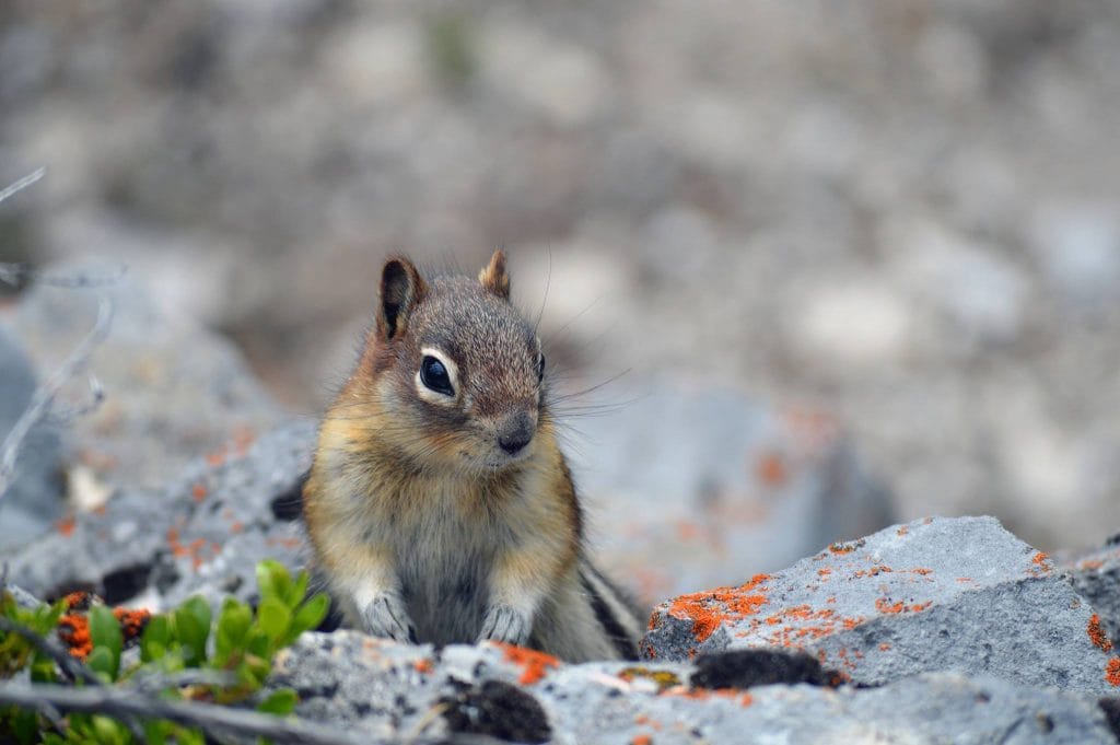 - Expert Advice Close-up photography of squirrel in rocky areas.