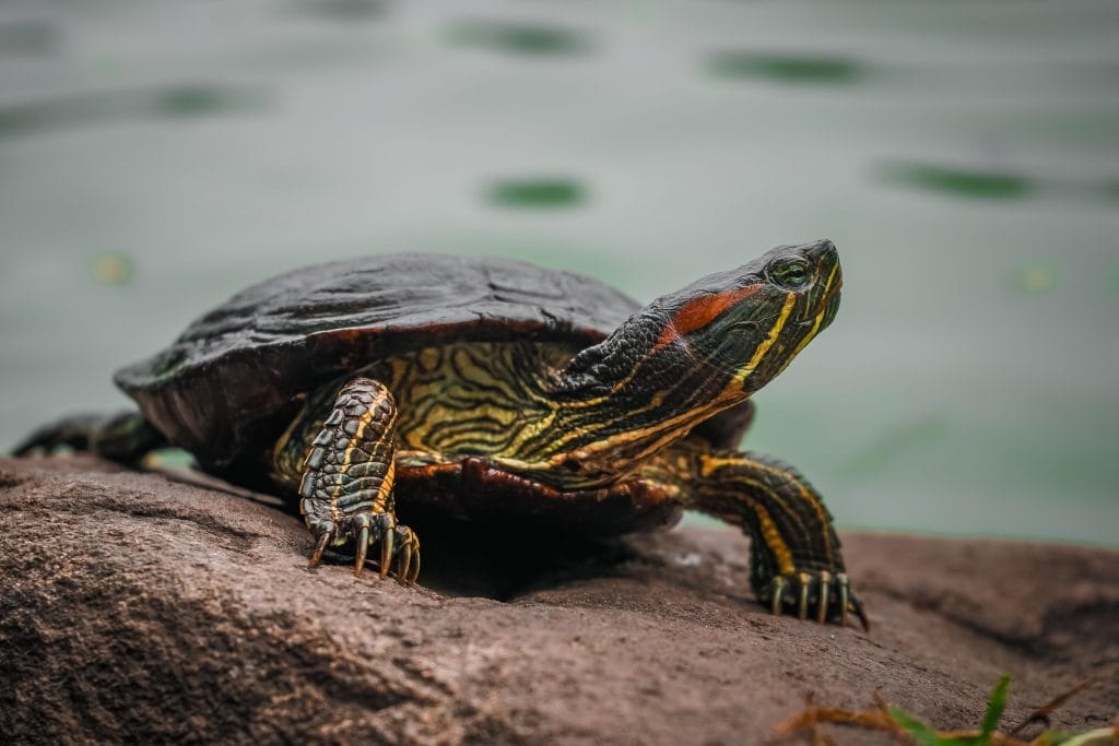 Tips-how-to's - Expert Advice Professional close-up photograph of turtle on a rock
