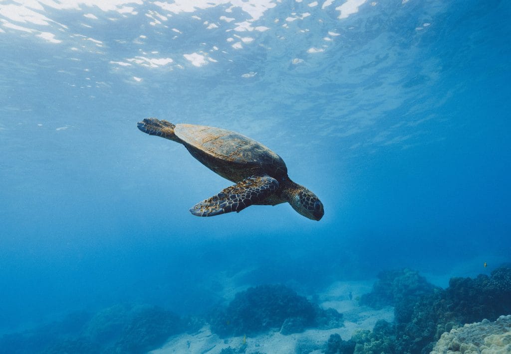- Expert Advice sea turtle diving underwater