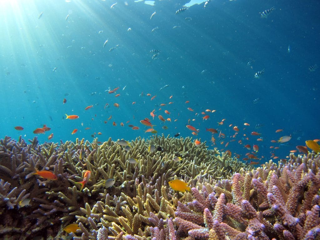 - Expert Advice many fish swimming above a reef