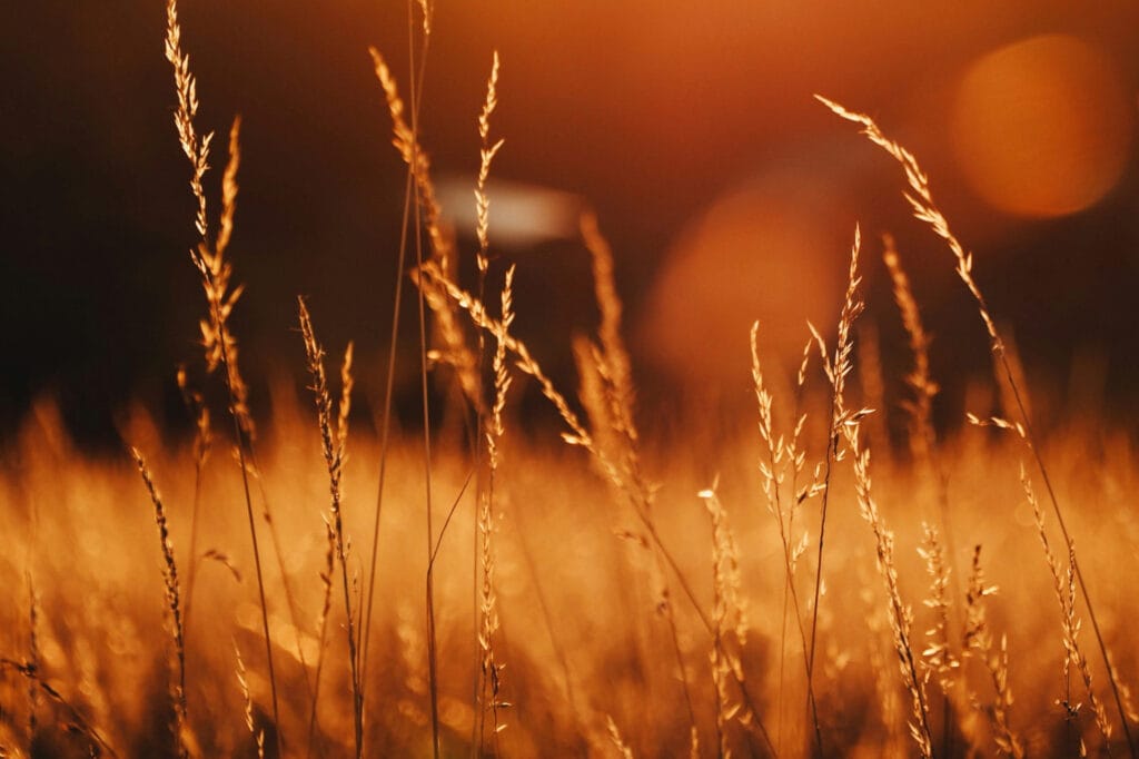 Golden Hour in Autumn: Timing Your Shots for the Best Fall Light