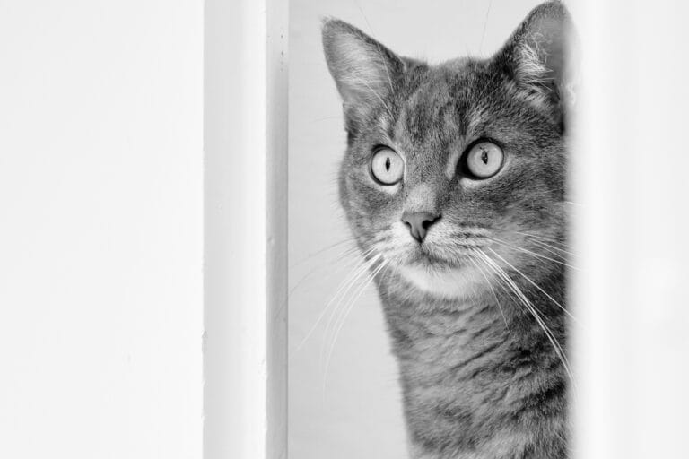 How to Start a Pet Photography Business: Gear, Pricing, and Tips